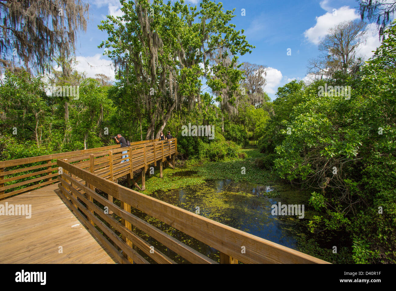 Wooden boardwalk though Lettuce Lake Regional Park in Hillsborough County Florida Stock Photo