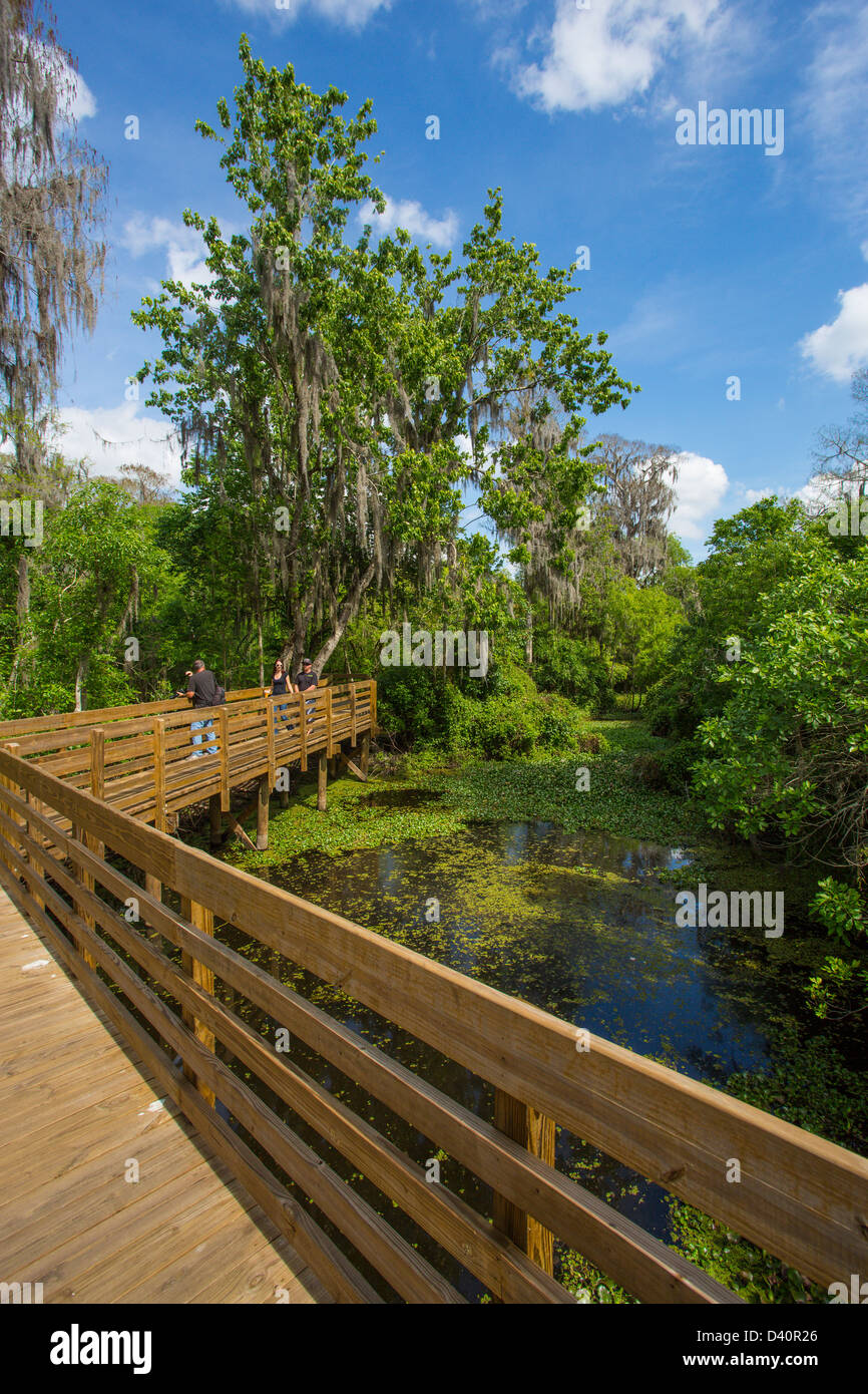 Wooden boardwalk though Lettuce Lake Regional Park in Hillsborough County Florida Stock Photo