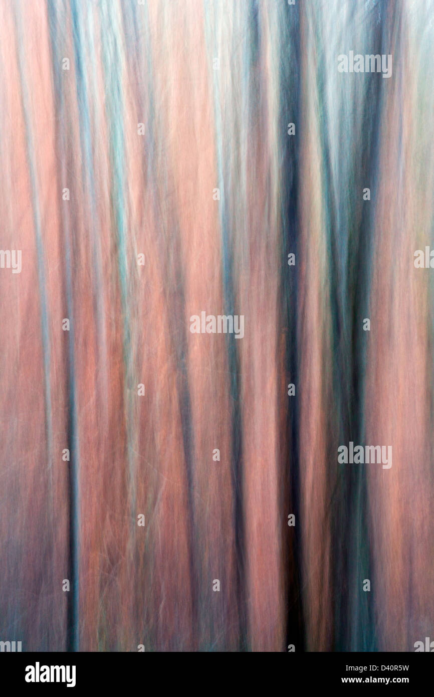 Abstract Image of Trees in Pisgah National Forest near Brevard, North