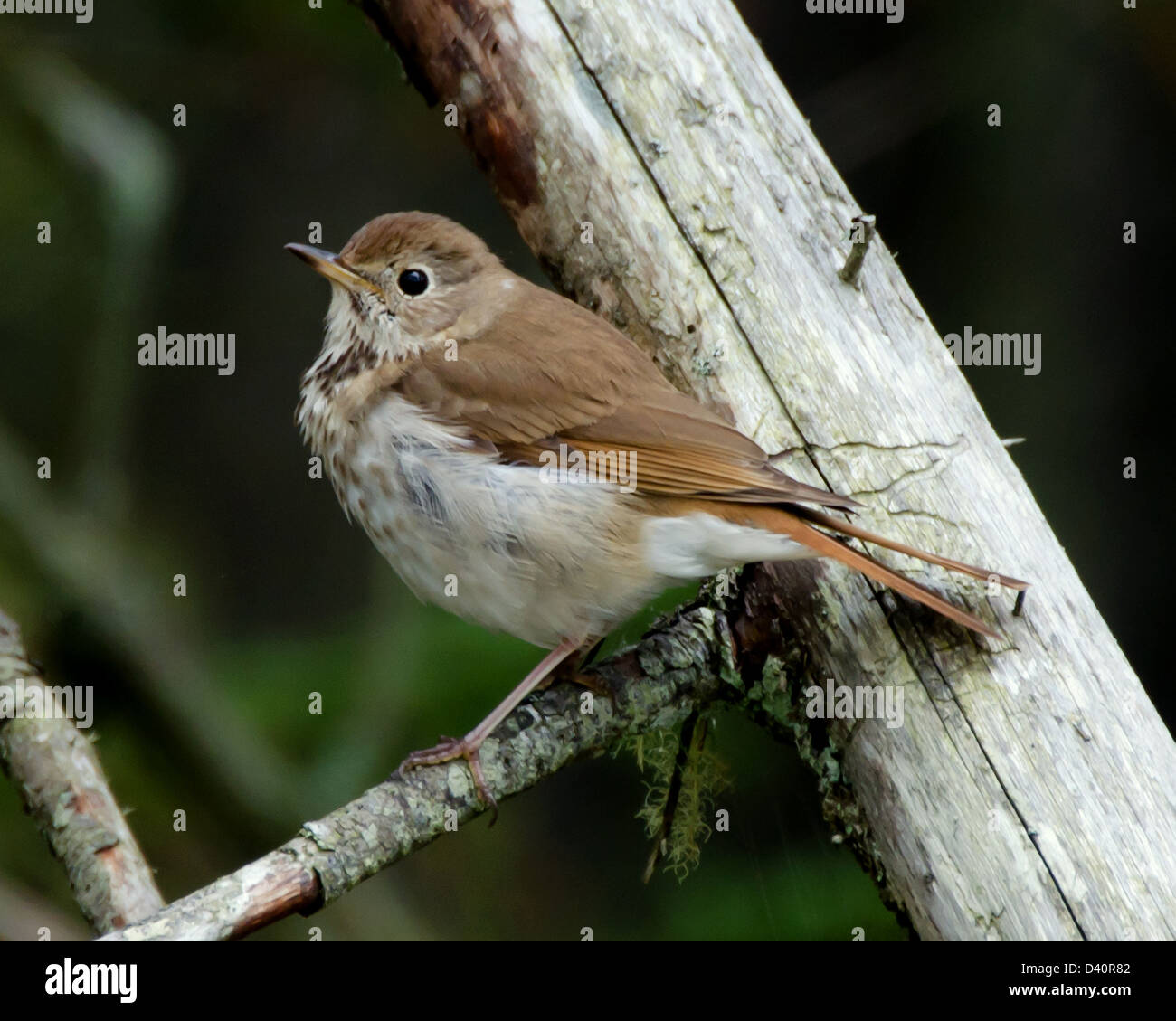 Hermit Thrush on branch, Ship Harbor Nature Trail, Acadia National Park, Maine. Stock Photo