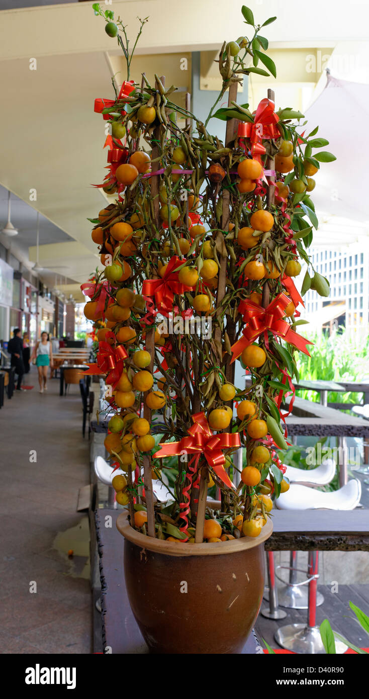 Oranges on a plant close to restaurants at Chinese New Year, Singapore, for good luck. Stock Photo