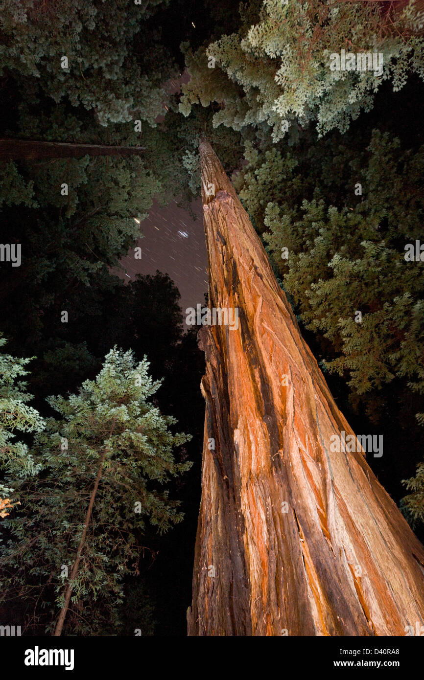 Coast redwood trees at night, with starry sky; Humboldt Redwoods State Park, California, USA Stock Photo