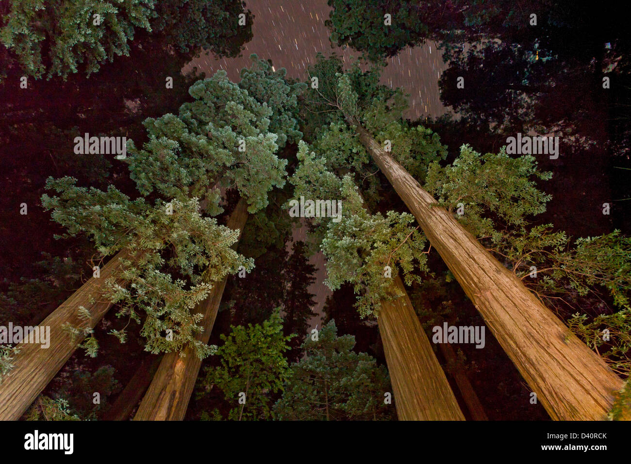 Coast redwood trees at night, with starry sky; Humboldt Redwoods State Park, California, USA Stock Photo