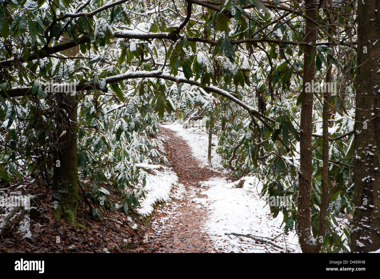 Snowy Forest Trail - Deerlake Village - Brevard, North Carolina, USA Stock Photo