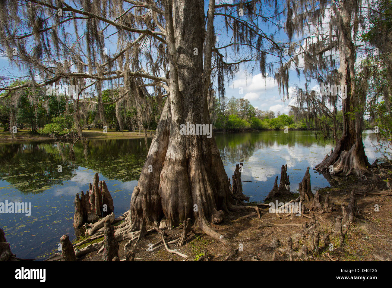 Hillsborough River in Lettuce Lake Regional Park in Hillsborough County Florida Stock Photo