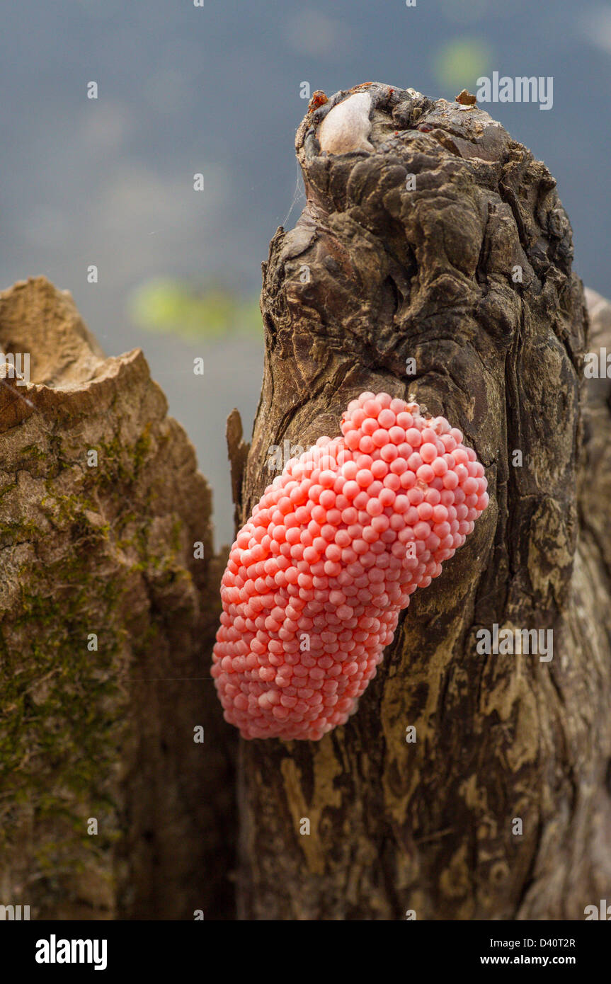 Channeled Apple Snail eggs in Lettuce Lake Regional Park in