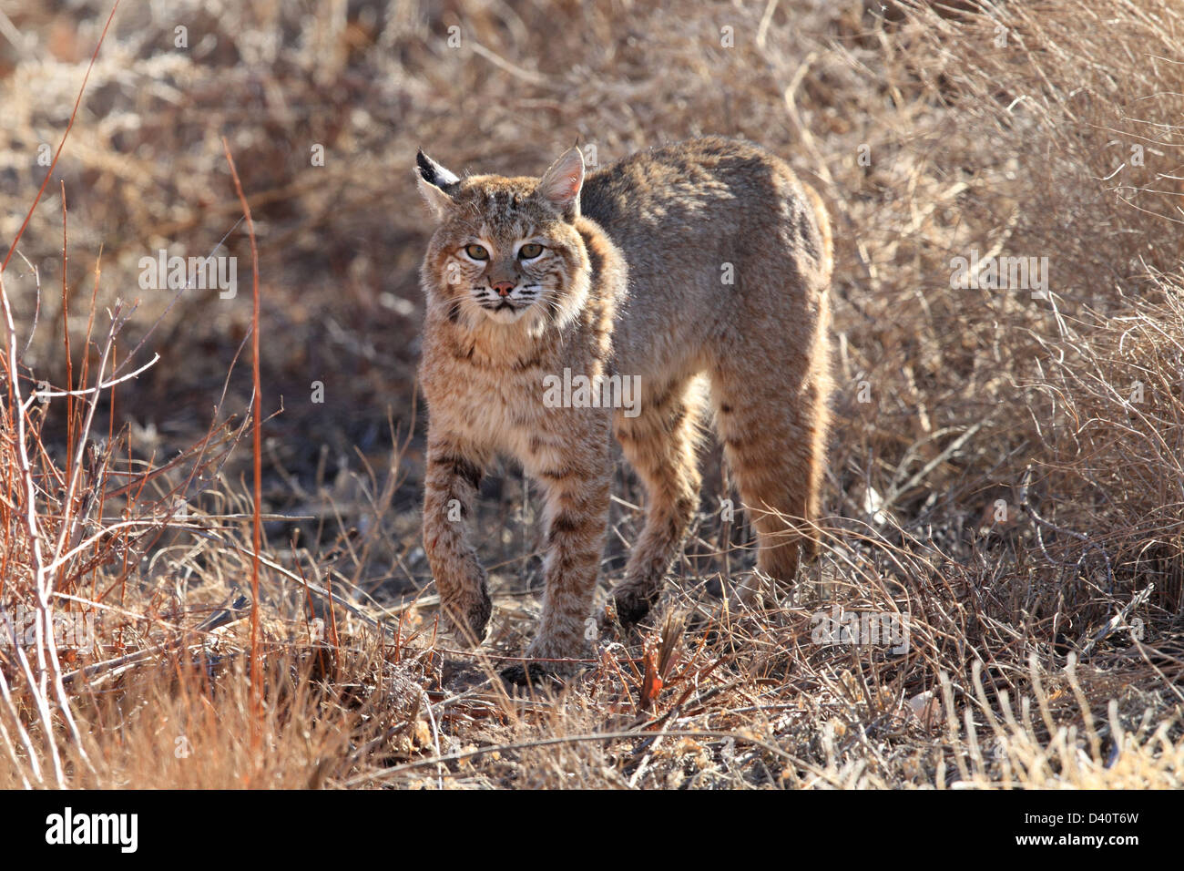 Bobcat,Lynx rufus,Bosque del Apache National Wildlife Refuge, New