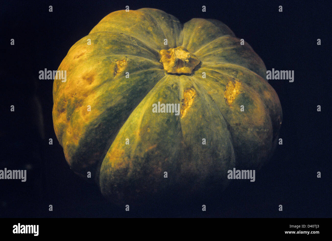 A green pumpkin Stock Photo - Alamy