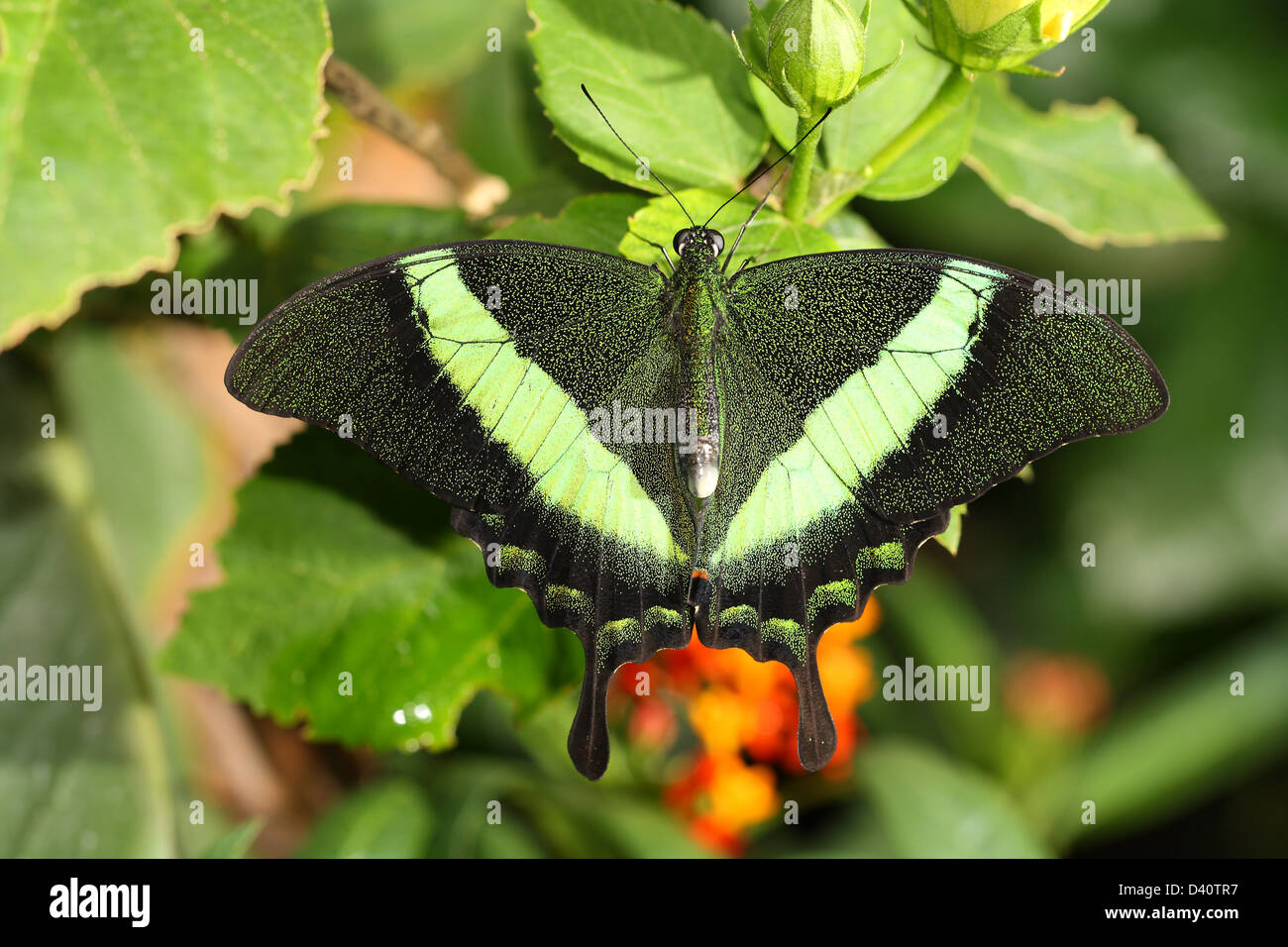 Butterfly in the nature Stock Photo - Alamy