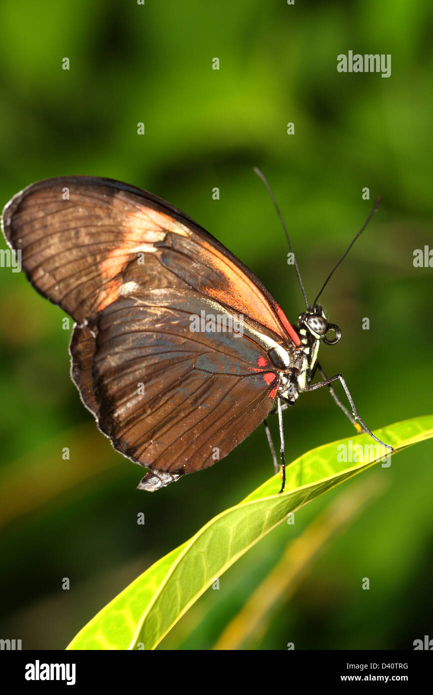 Butterfly in the nature Stock Photo - Alamy
