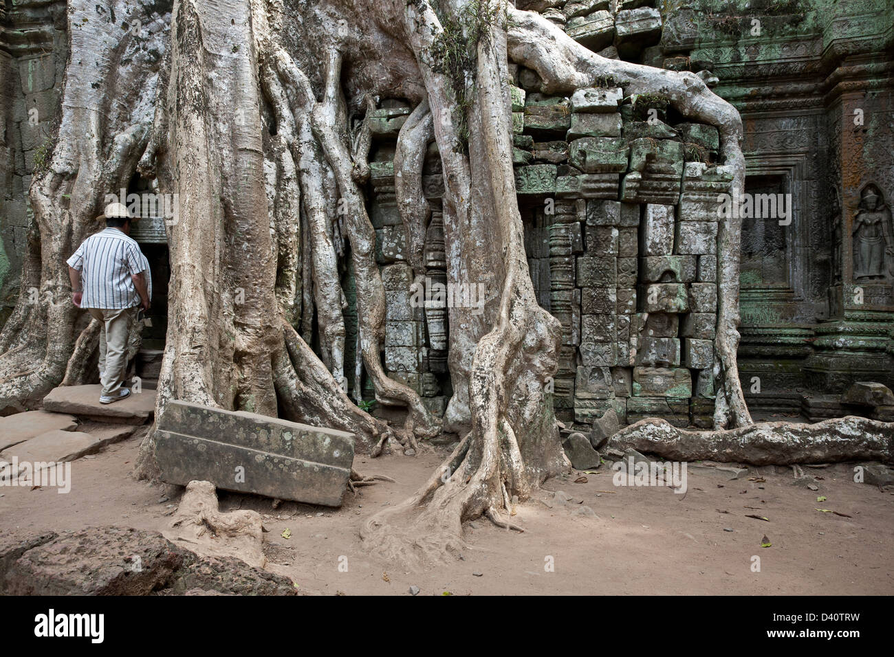 Strangler tree. Ta Prohm temple. Angkor. Cambodia Stock Photo