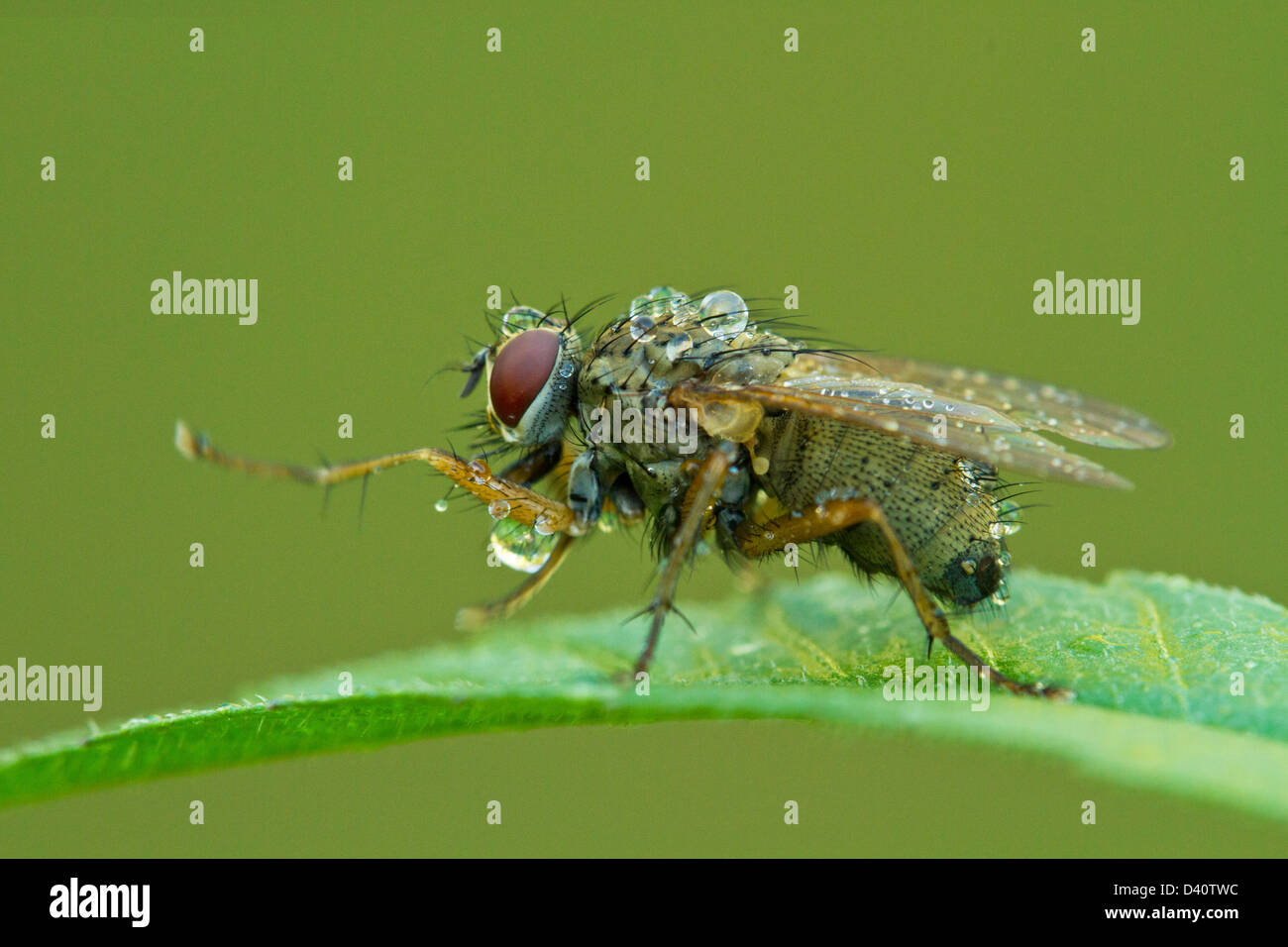 Macro photography of Tachinid fly perched on a green leaf with morning ...