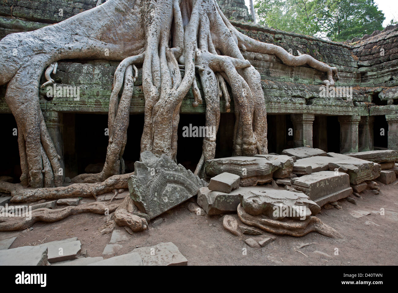 Strangler fig tree. Ta Prohm temple. Angkor. Cambodia Stock Photo