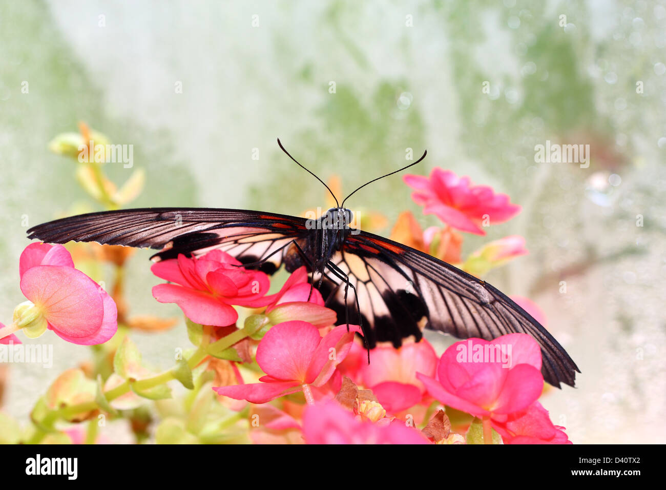 Butterfly in the nature Stock Photo - Alamy