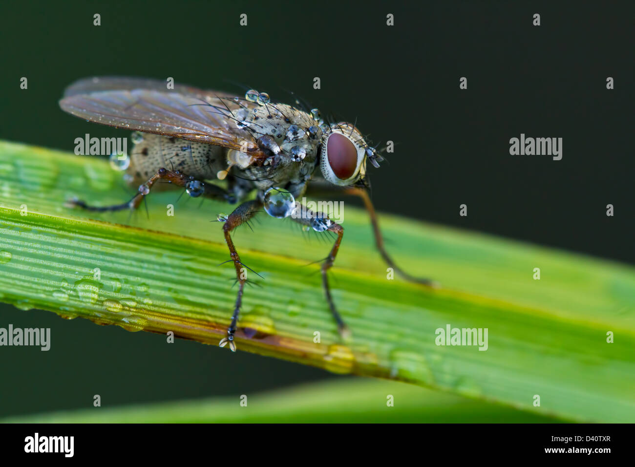 Macro photography of Tachinid fly perched on a green leaf with morning ...