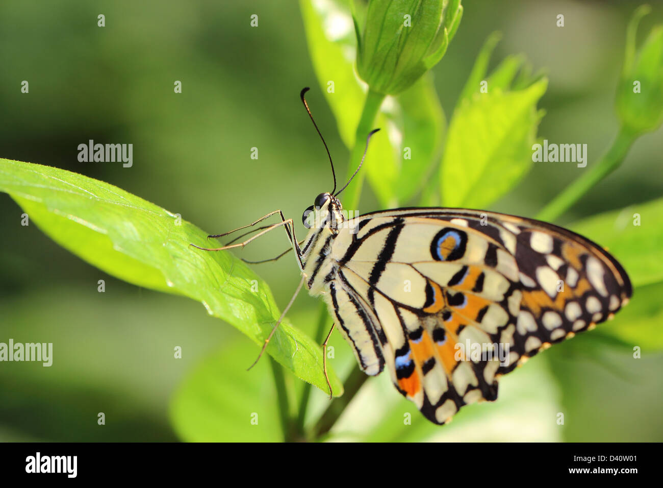 Butterfly in the nature Stock Photo - Alamy