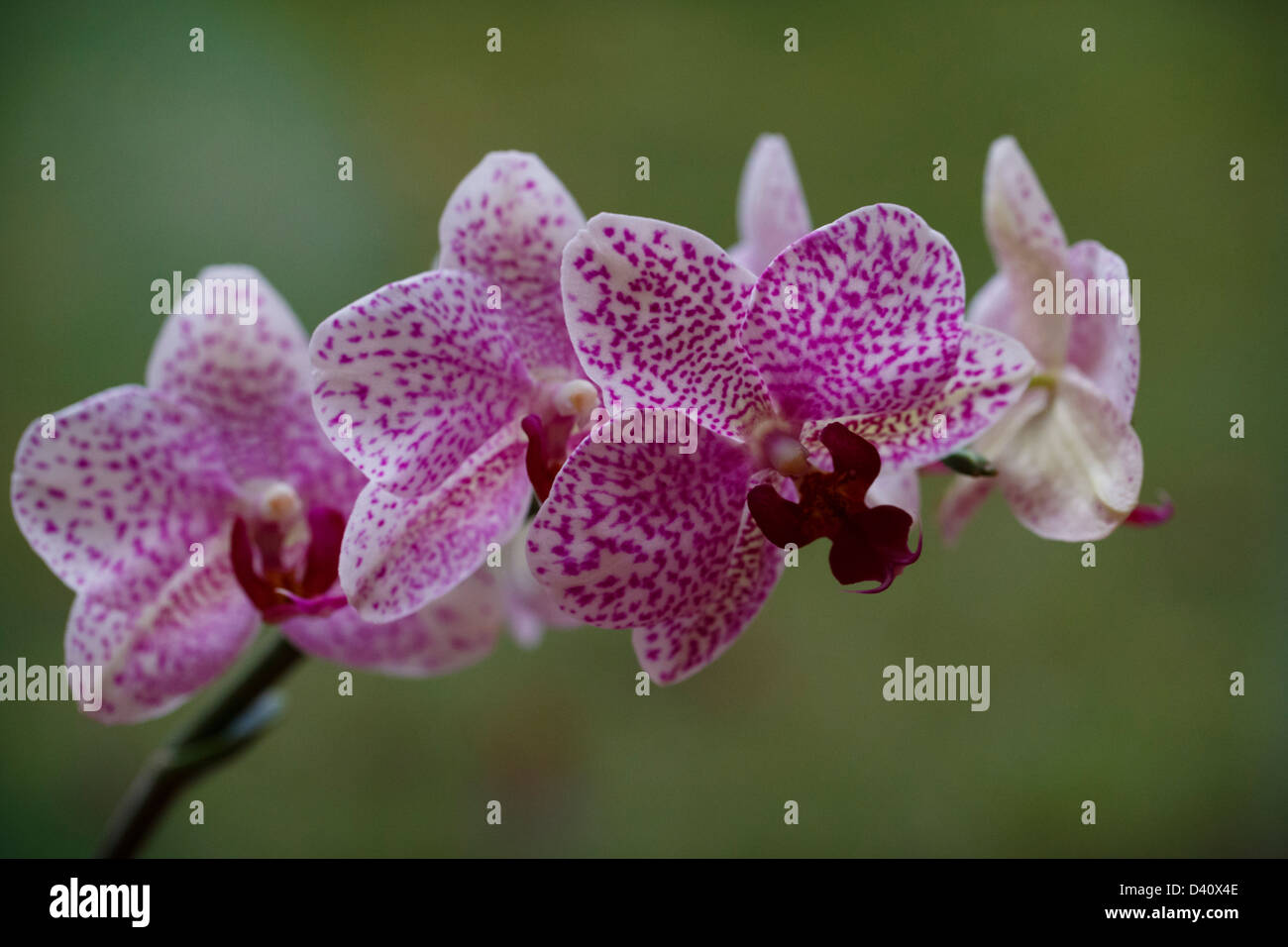 The Pink Moth Orchid (Phaleanopsis Stock Photo Alamy