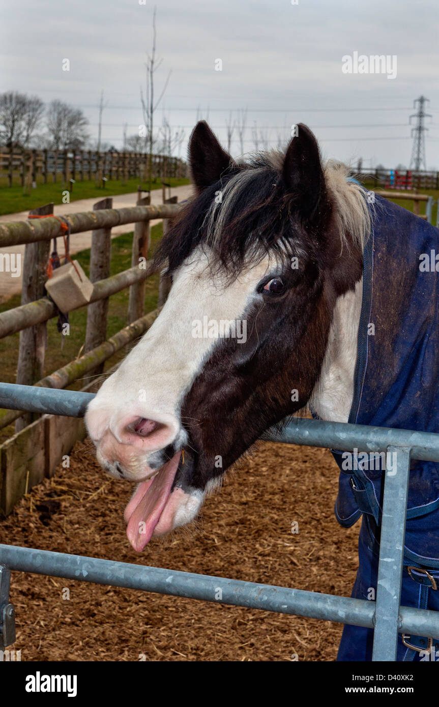 Image taken at Bransby Home of Rest for Horses, Bransby, near Lincoln