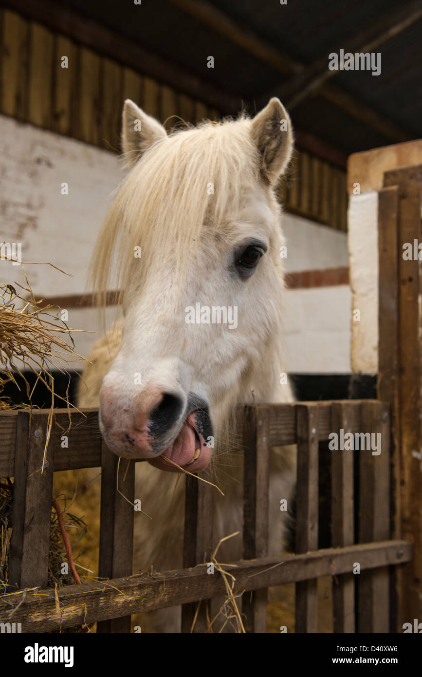 Image taken at Bransby Home of Rest for Horses, Bransby, near Lincoln
