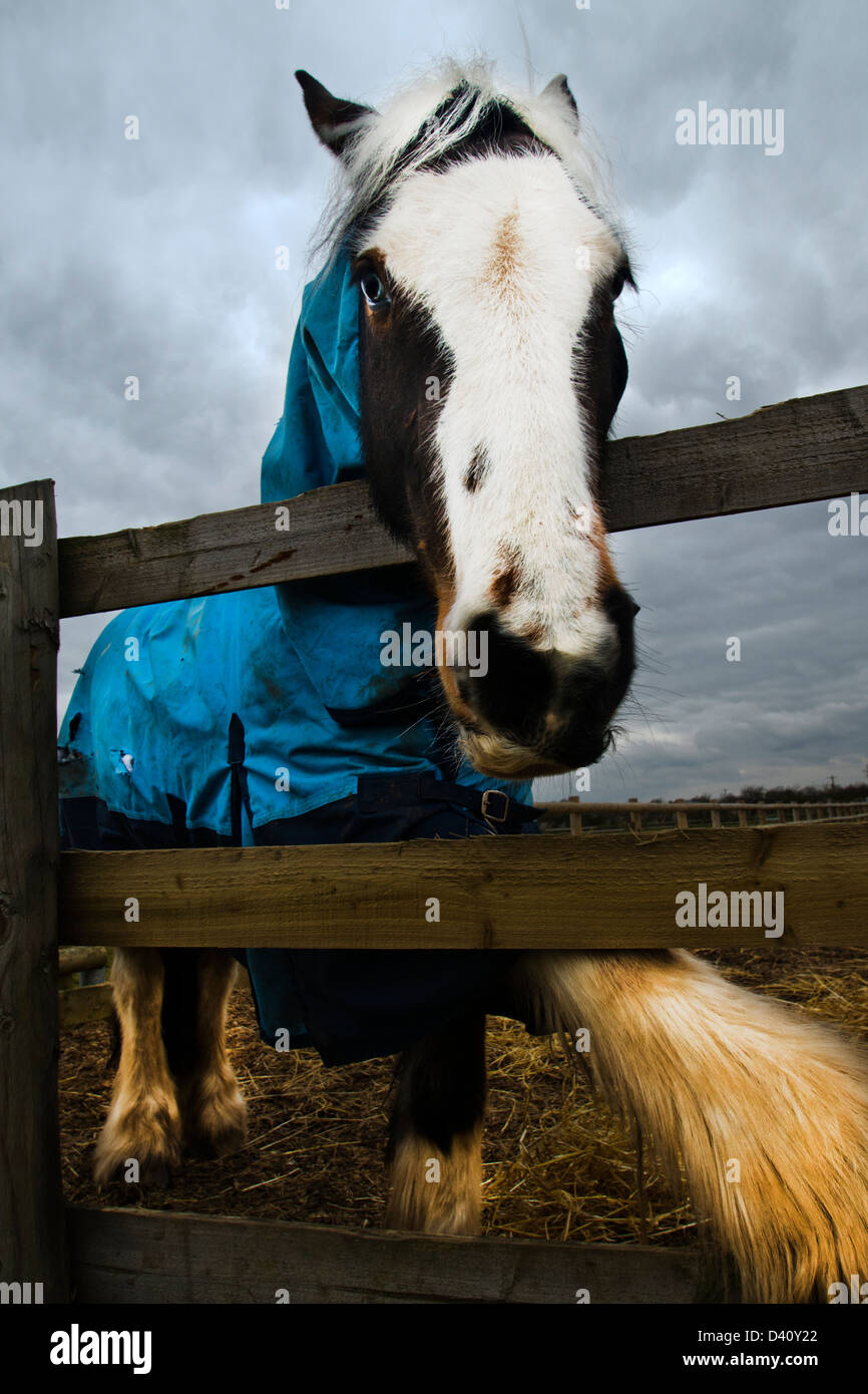 Image taken at Bransby Home of Rest for Horses, Bransby, near Lincoln