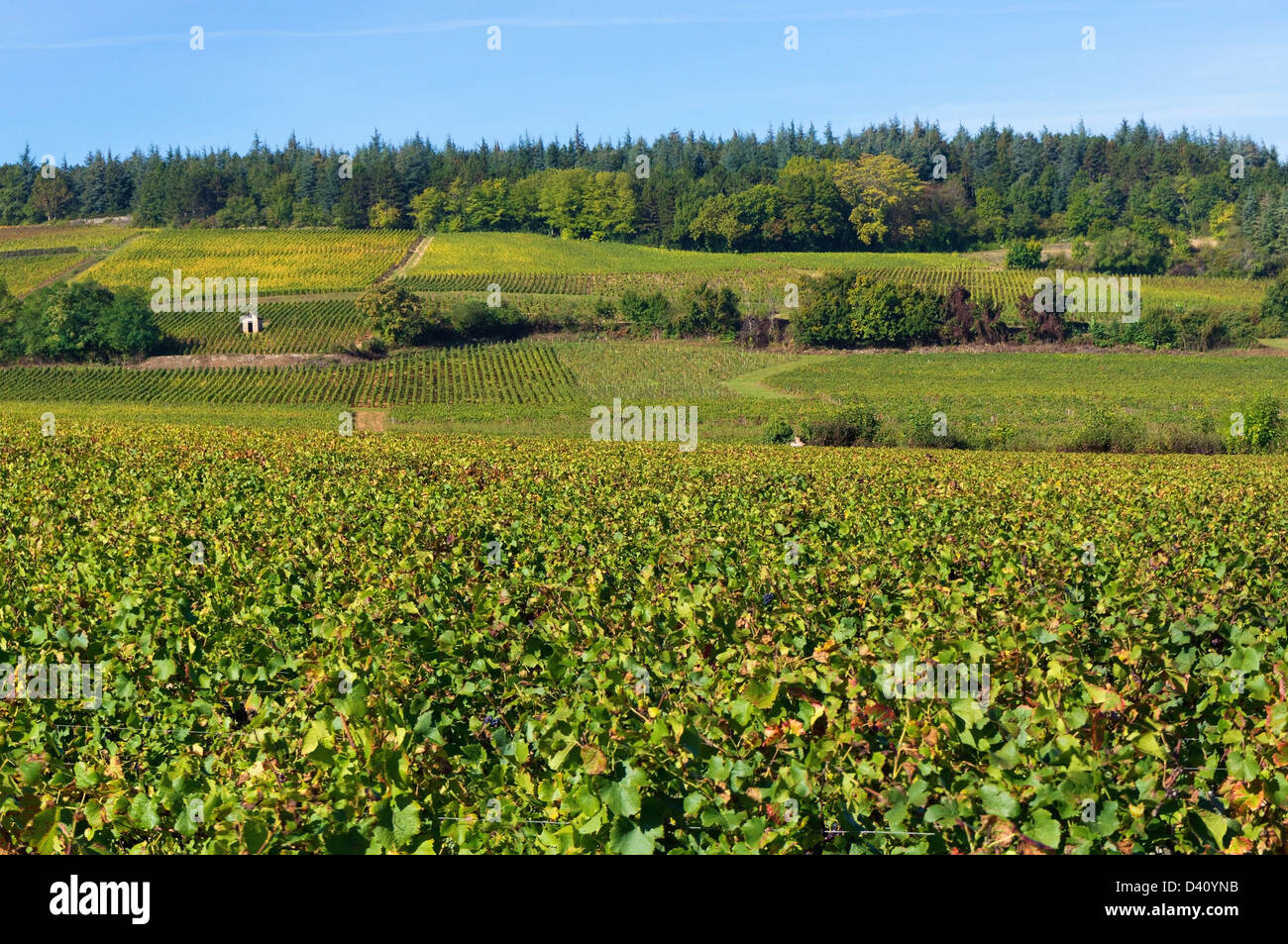Mercurey vineyards, Burgundy / Bourgogne, France Stock Photo