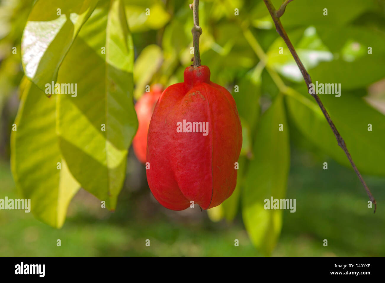 The growing fruit body of the Jamaican Ackee fruit, growing in St Lucia. Stock Photo