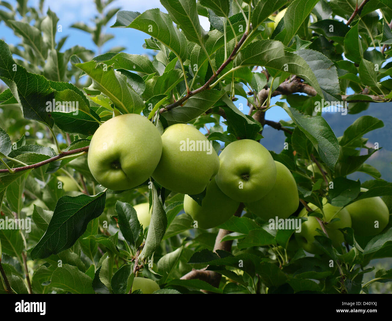 apple tree italian Stock Photo Alamy