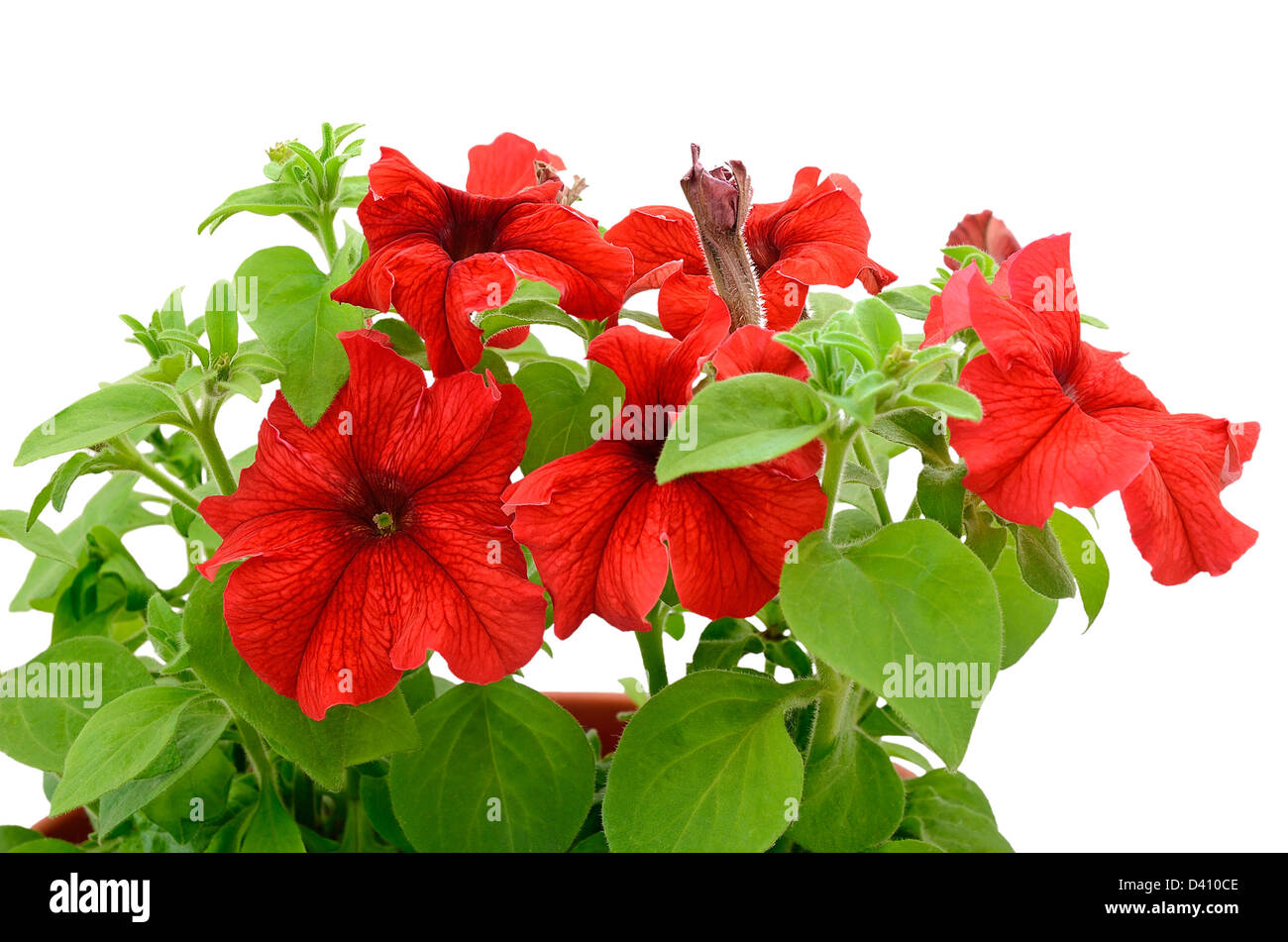 Close up red petunia isolated on white background Stock Photo Alamy