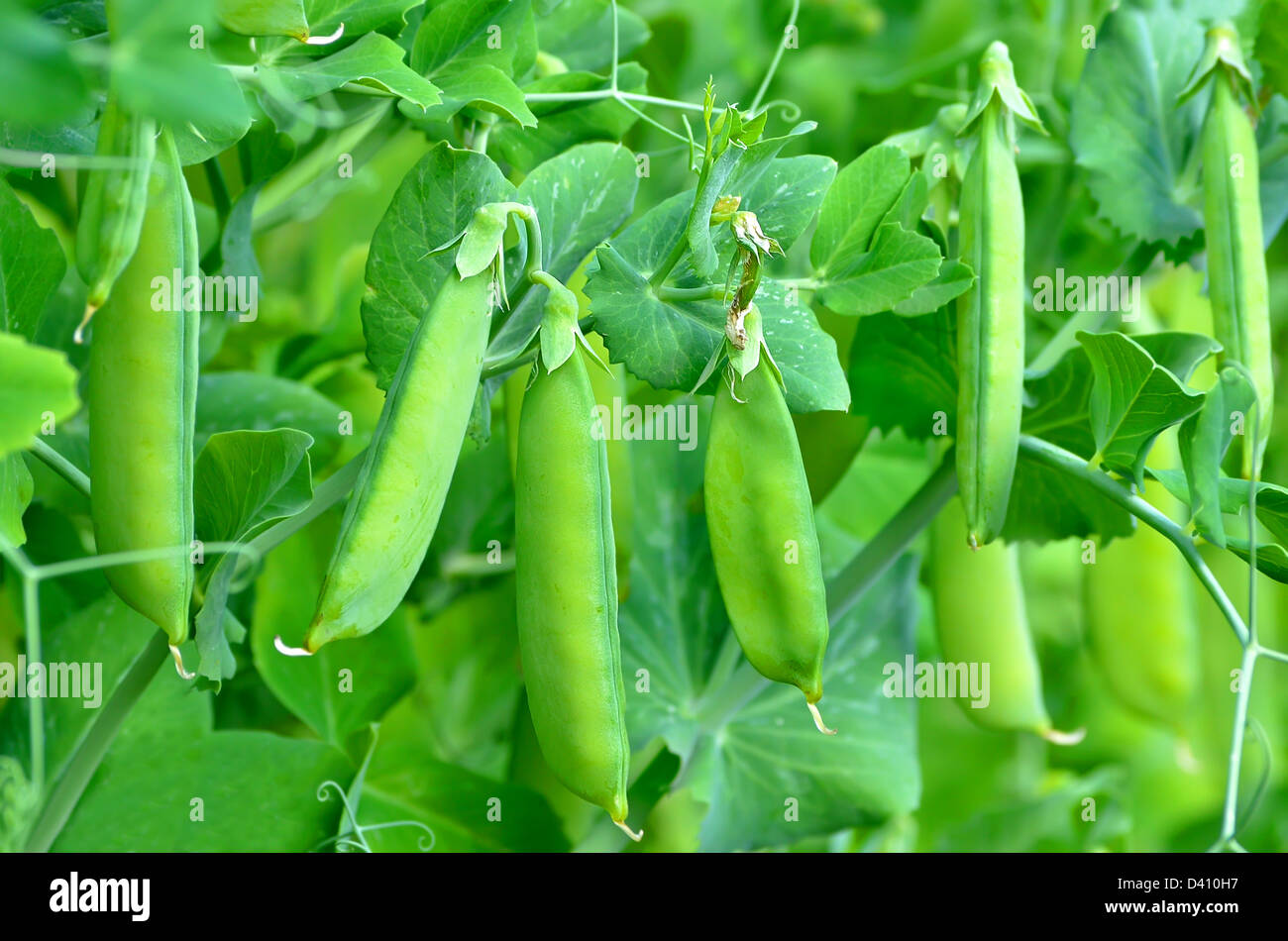 The green peas in the vegetable garden Stock Photo