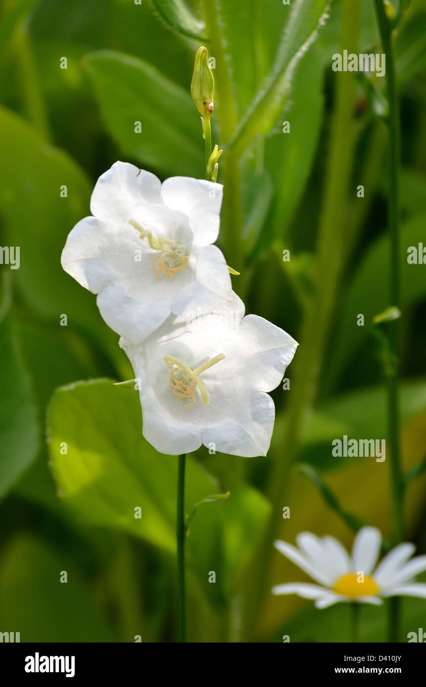 White bell shape flowers hi-res stock photography and images - Page 2 -  Alamy