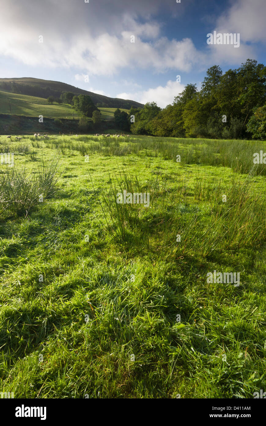 Bright sunshine lighting up a lush green field near to Lake Vyrnwy, Wales Stock Photo