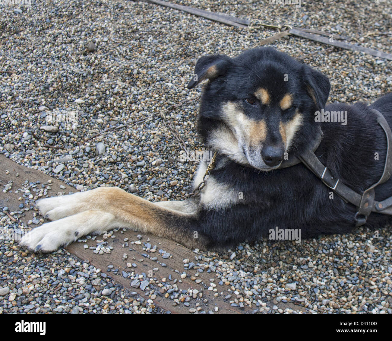June 28, 2012 Denali Borough, Alaska, US Portrait of an Alaskan