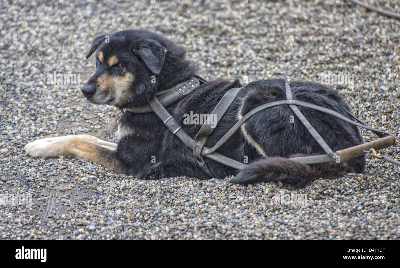 June 28, 2012 Denali Borough, Alaska, US Portrait of an Alaskan