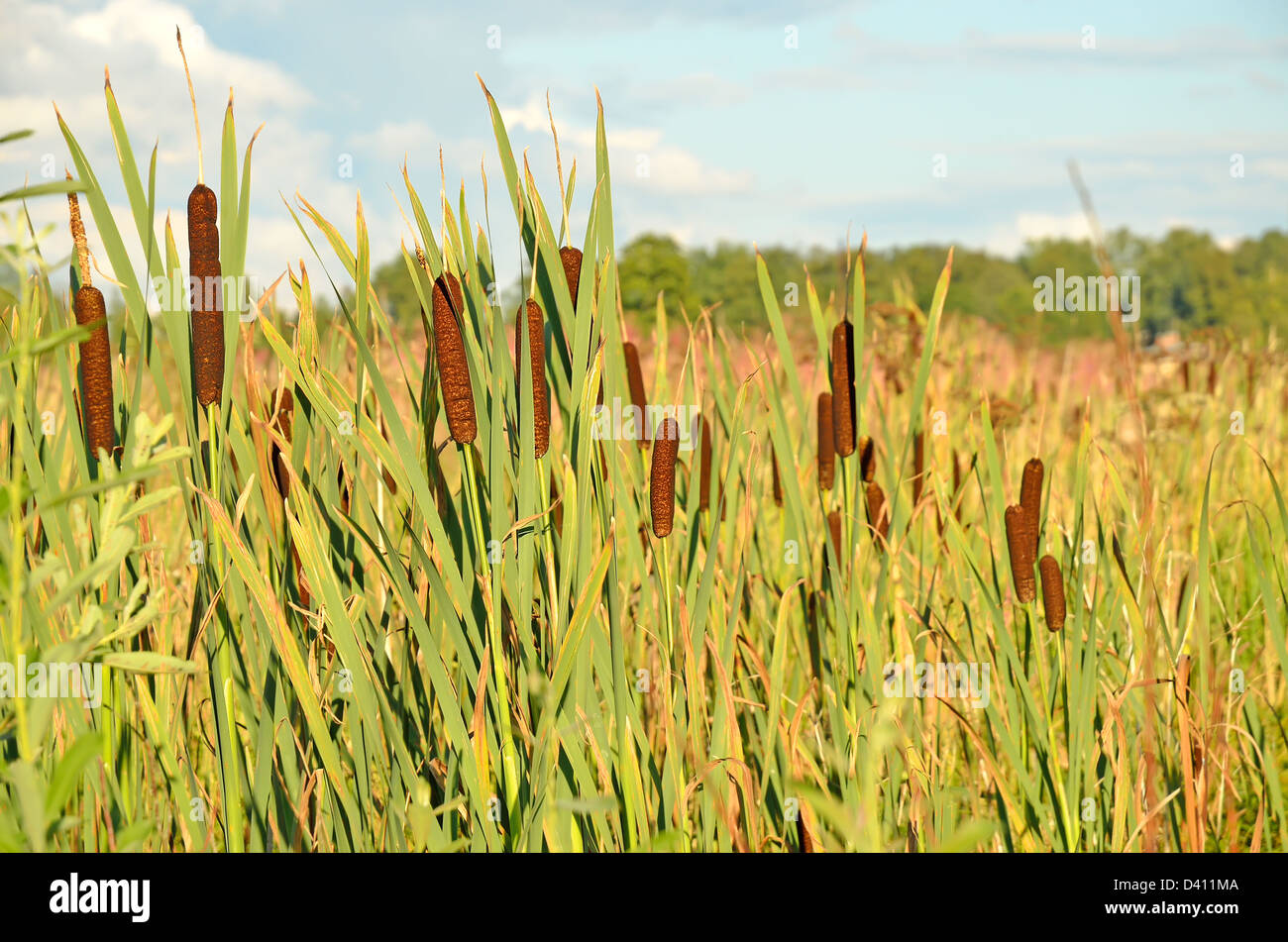 Bulrush plants in the swamp Stock Photo Alamy