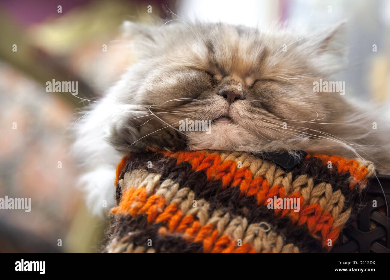 Long-haired Persian cat sleeps with comfort on the woolen striped scarf Stock Photo