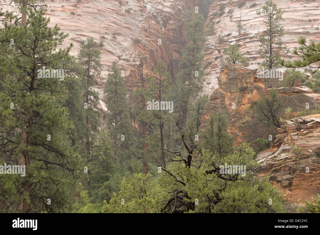 rainy day in Zion National Park, Utah, USA Stock Photo