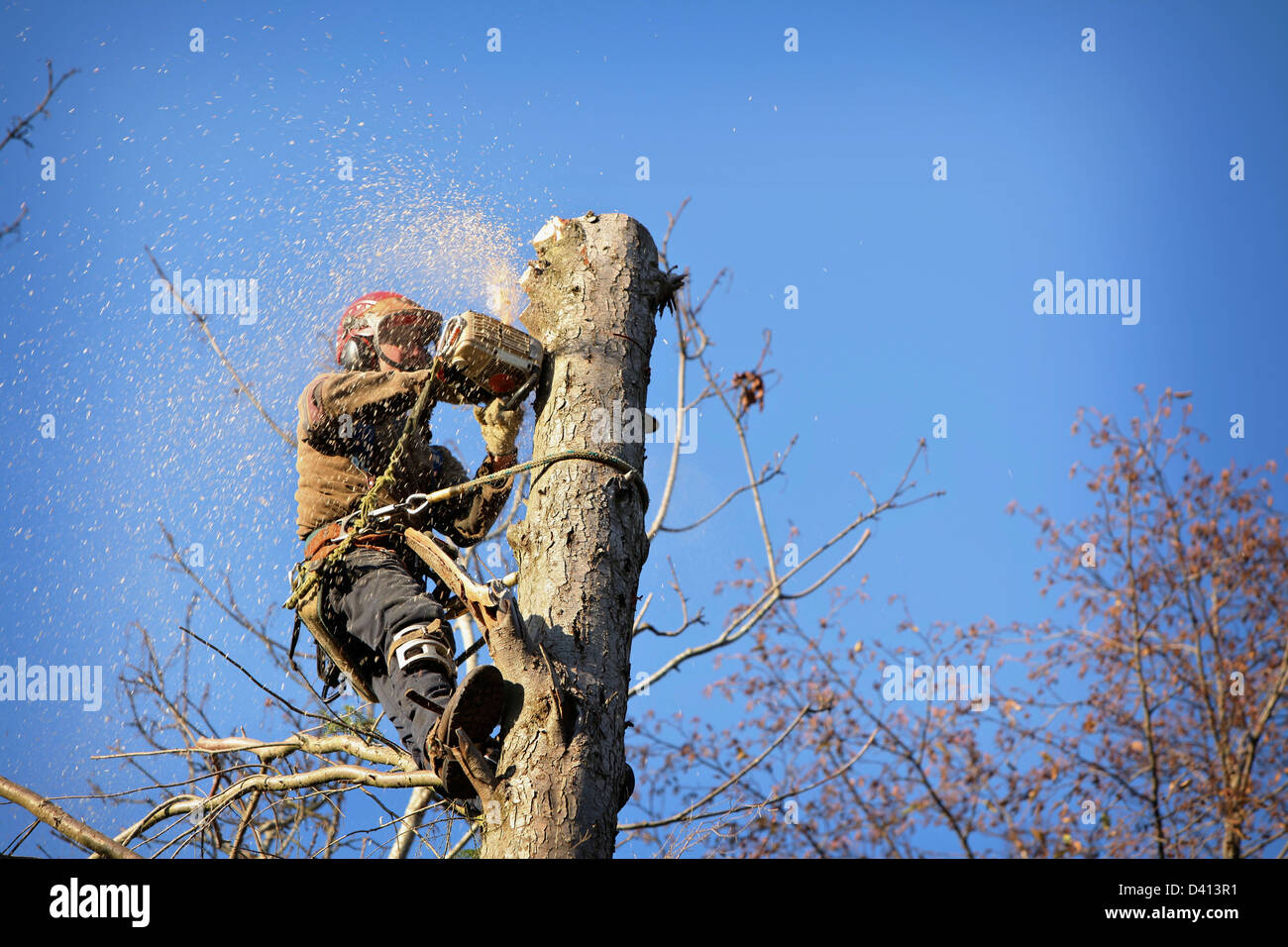 An arborist cutting a tree with a chainsaw Stock Photo