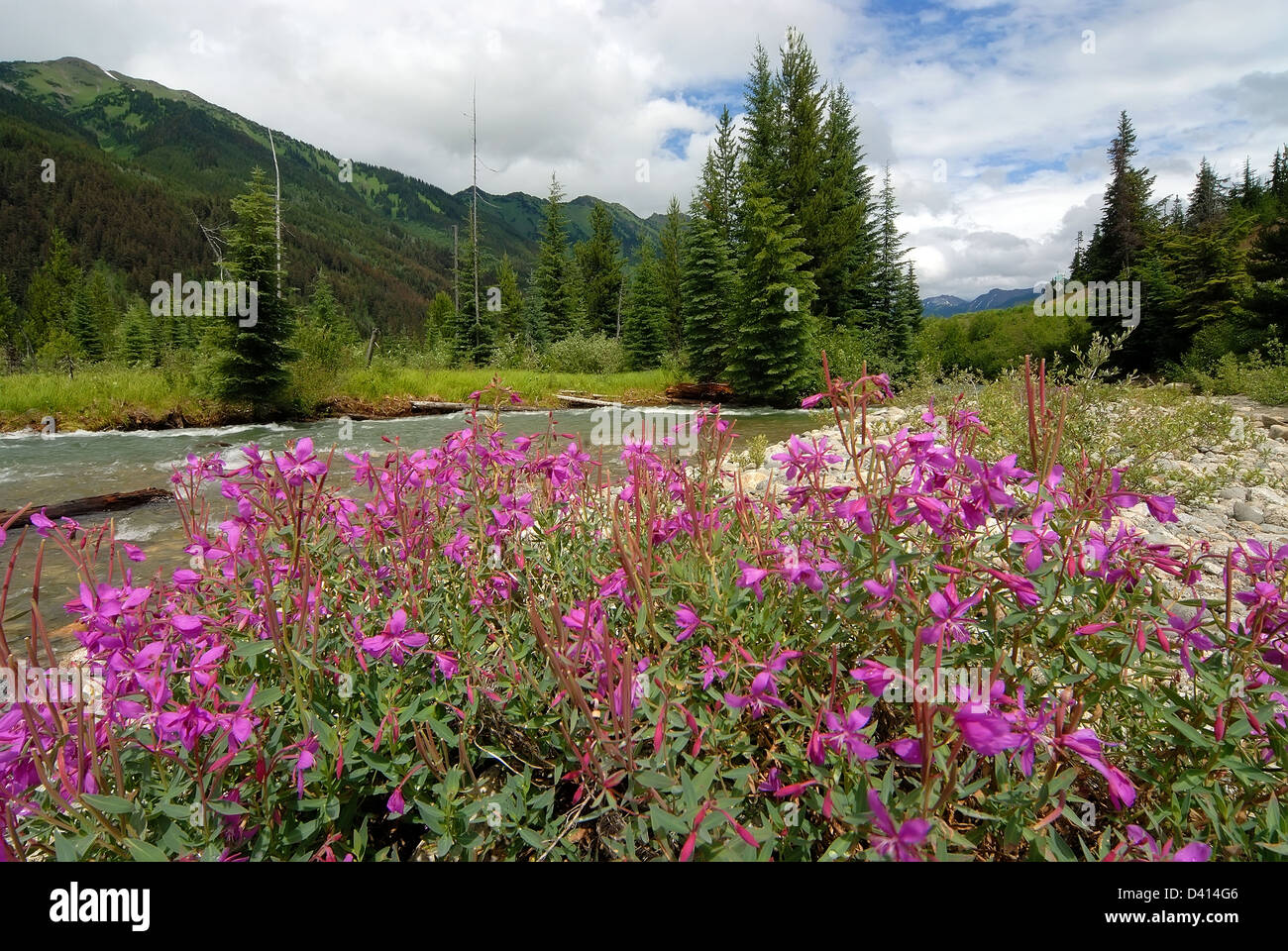 Wildflowers british columbia hi-res stock photography and images - Alamy