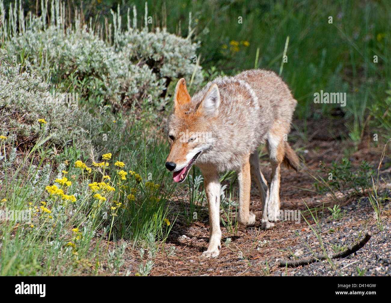 Coyote Walking Stock Photo - Alamy