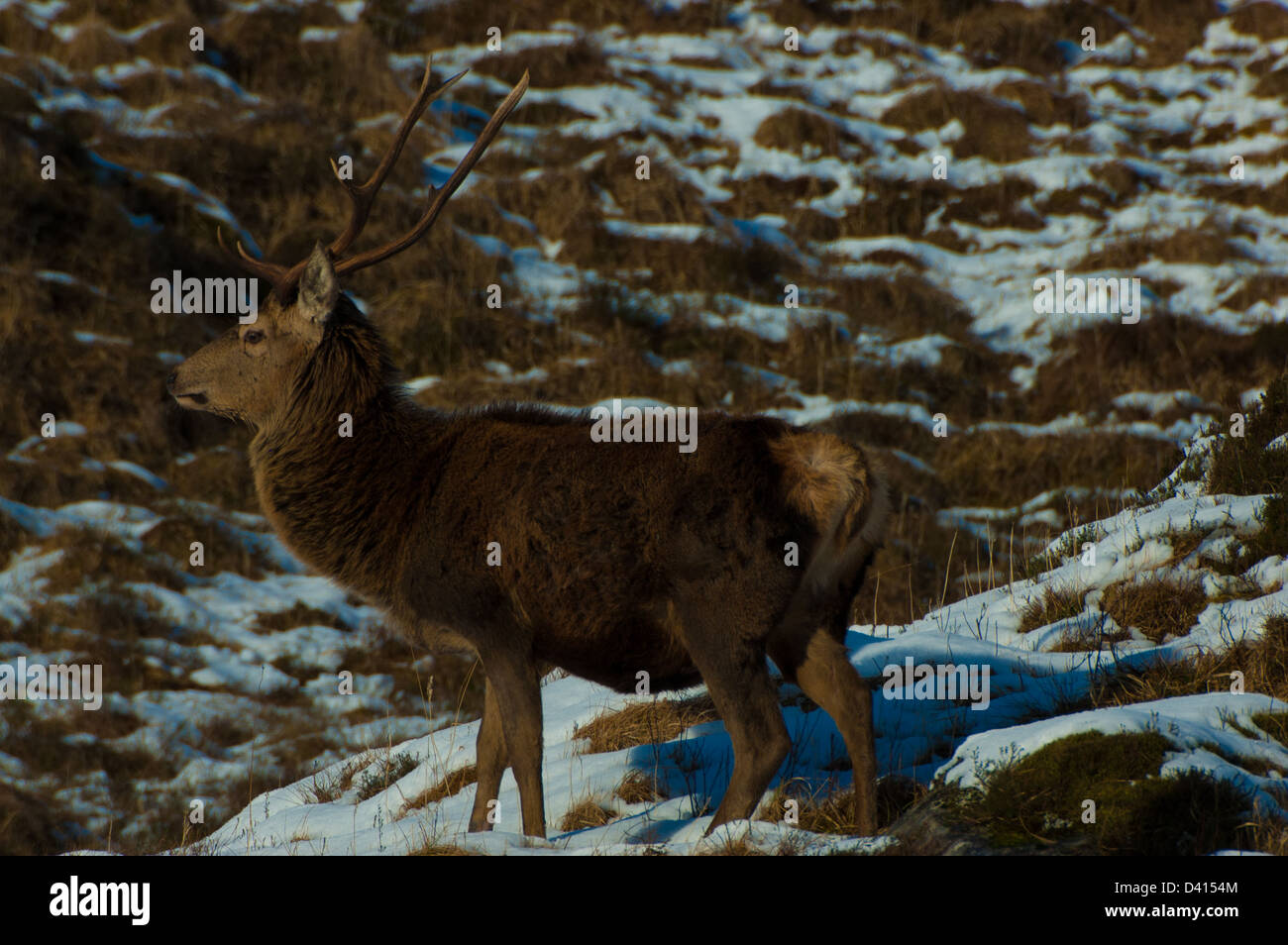 Dear deer hi-res stock photography and images - Alamy