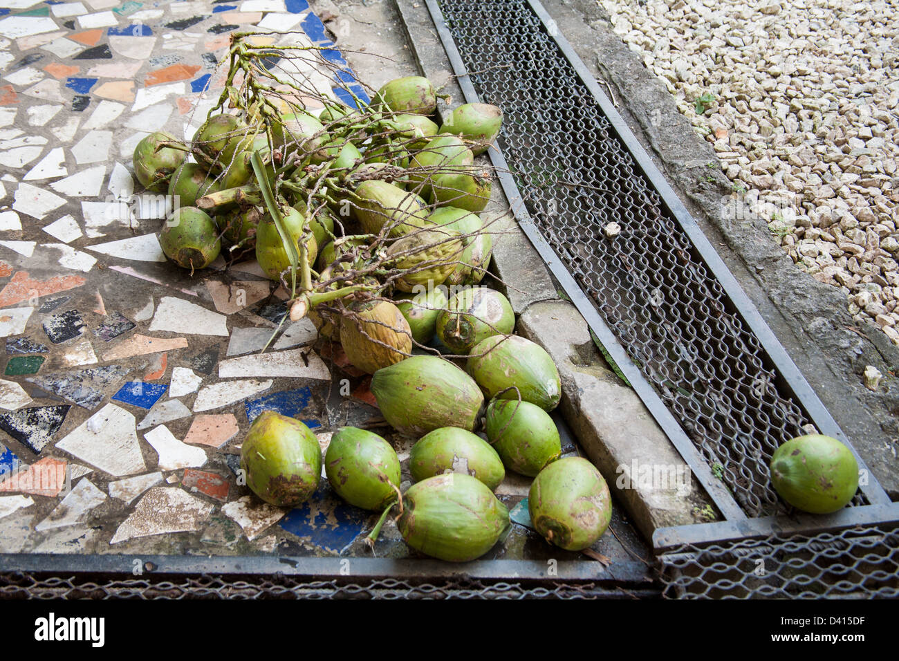 Pile of young coconuts Stock Photo Alamy