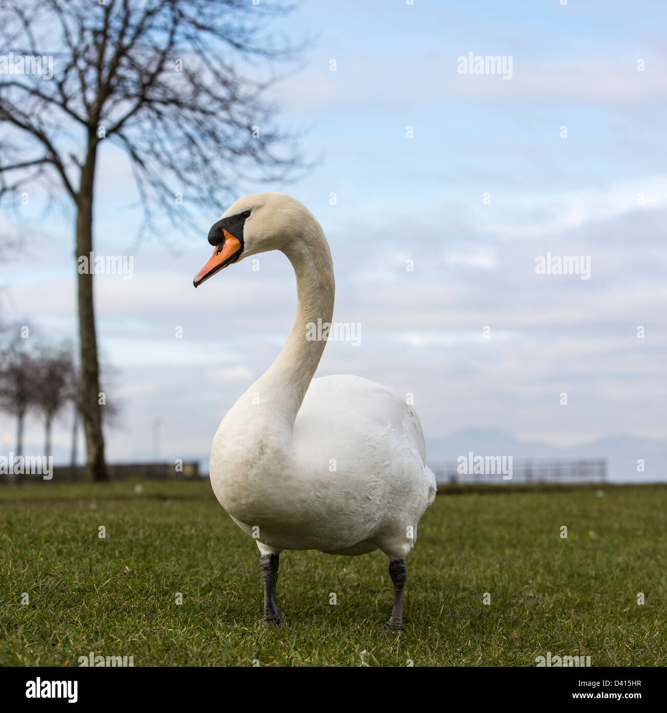 Mute Swan on land Stock Photo