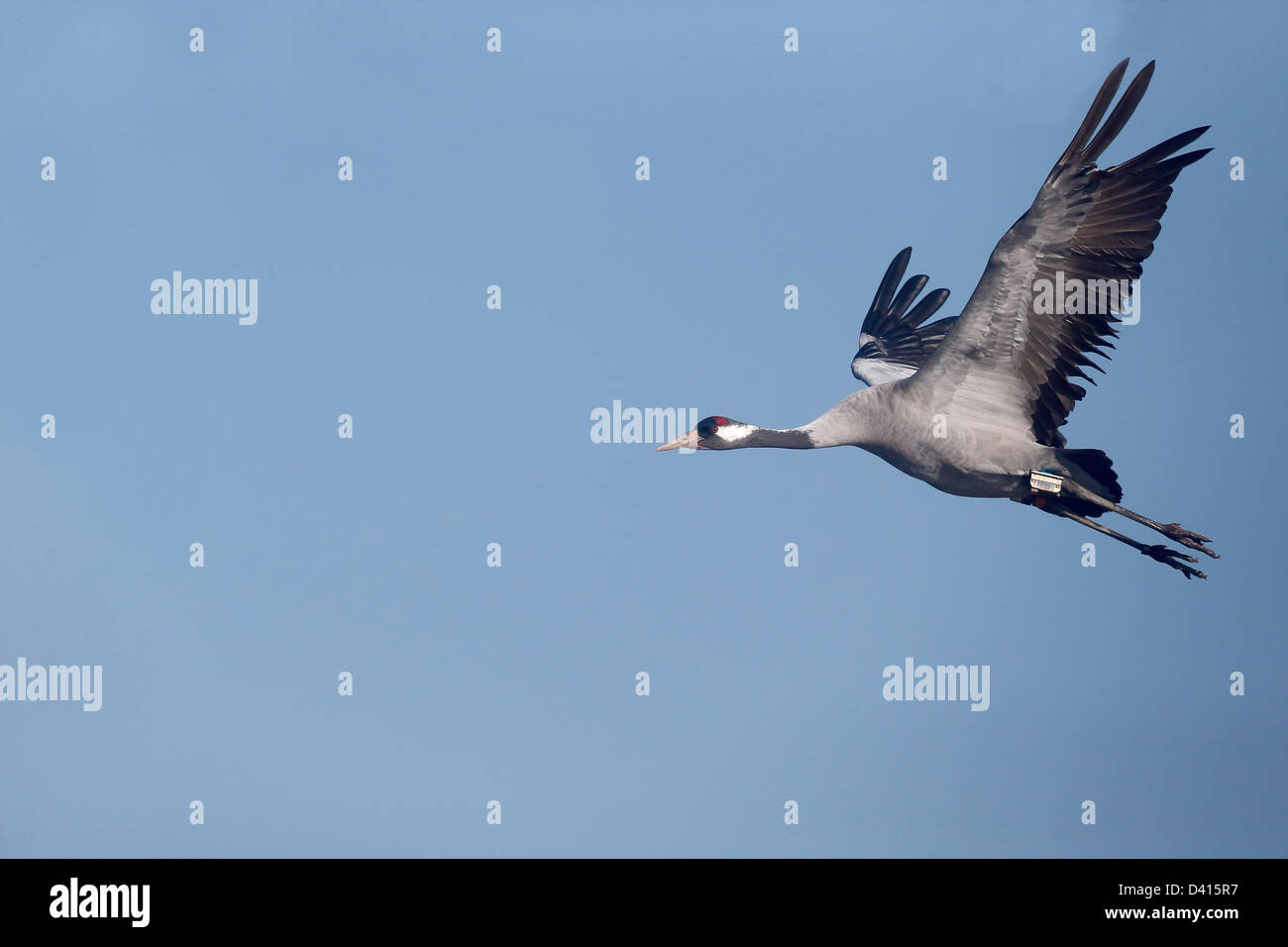Common crane, Grus grus, single bird in flight with radio transmitters