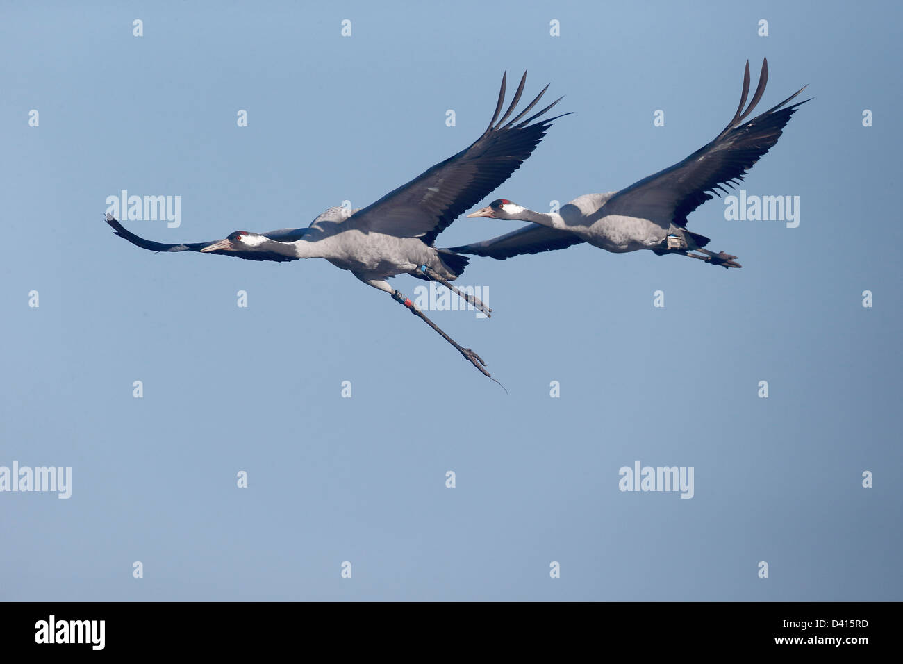 Common crane, Grus grus, two birds in flight with radio transmitters, Gloucestershire, February 2013 Stock Photo