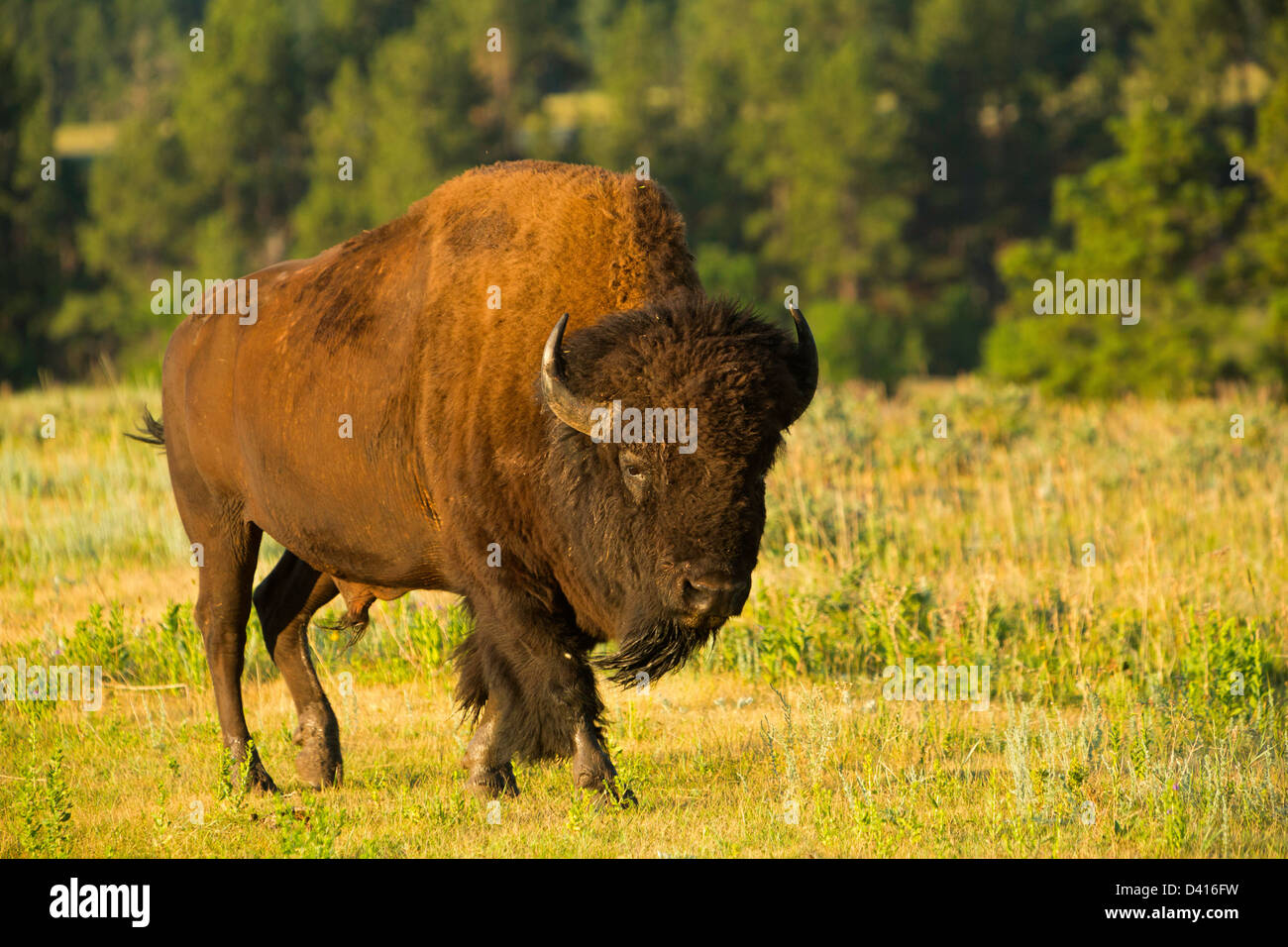 Bison (Bison bison) walking through the prairie in Custer State Park, South Dakota. USA. Summer Stock Photo