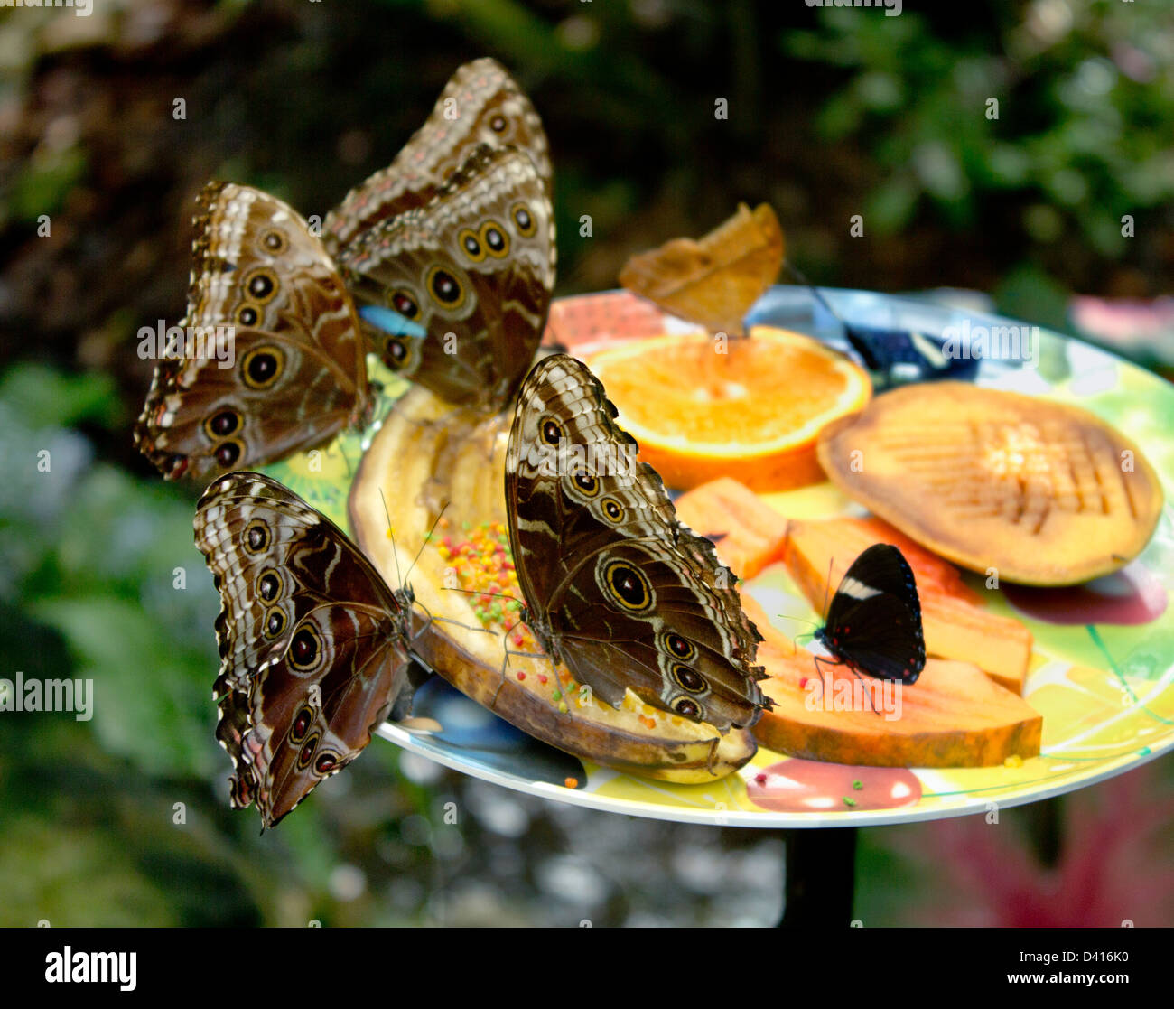 Butterflies feeding at The Butterfly Conservancy in Key West, Florida