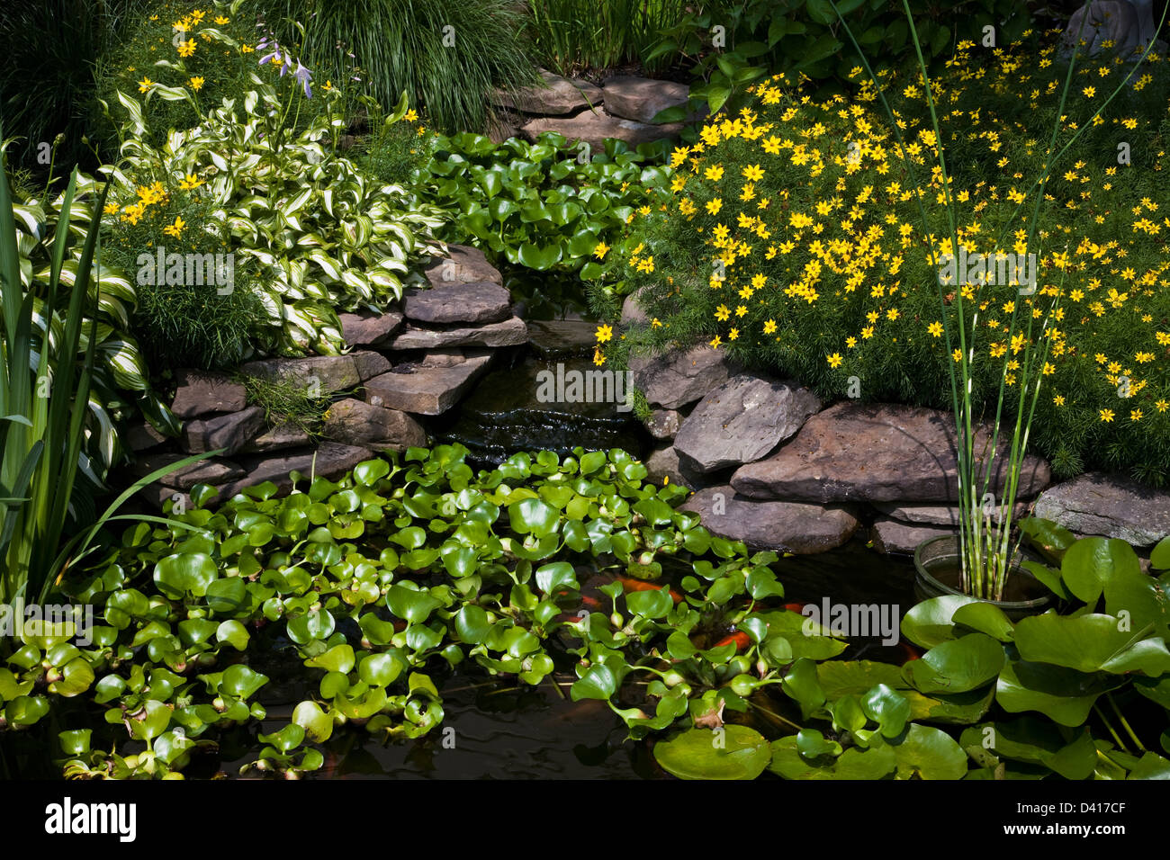 Springtime goldfish pond with water plants and yellow