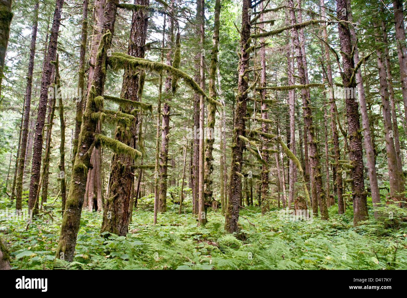 Bella bella canada moss hires stock photography and images Alamy