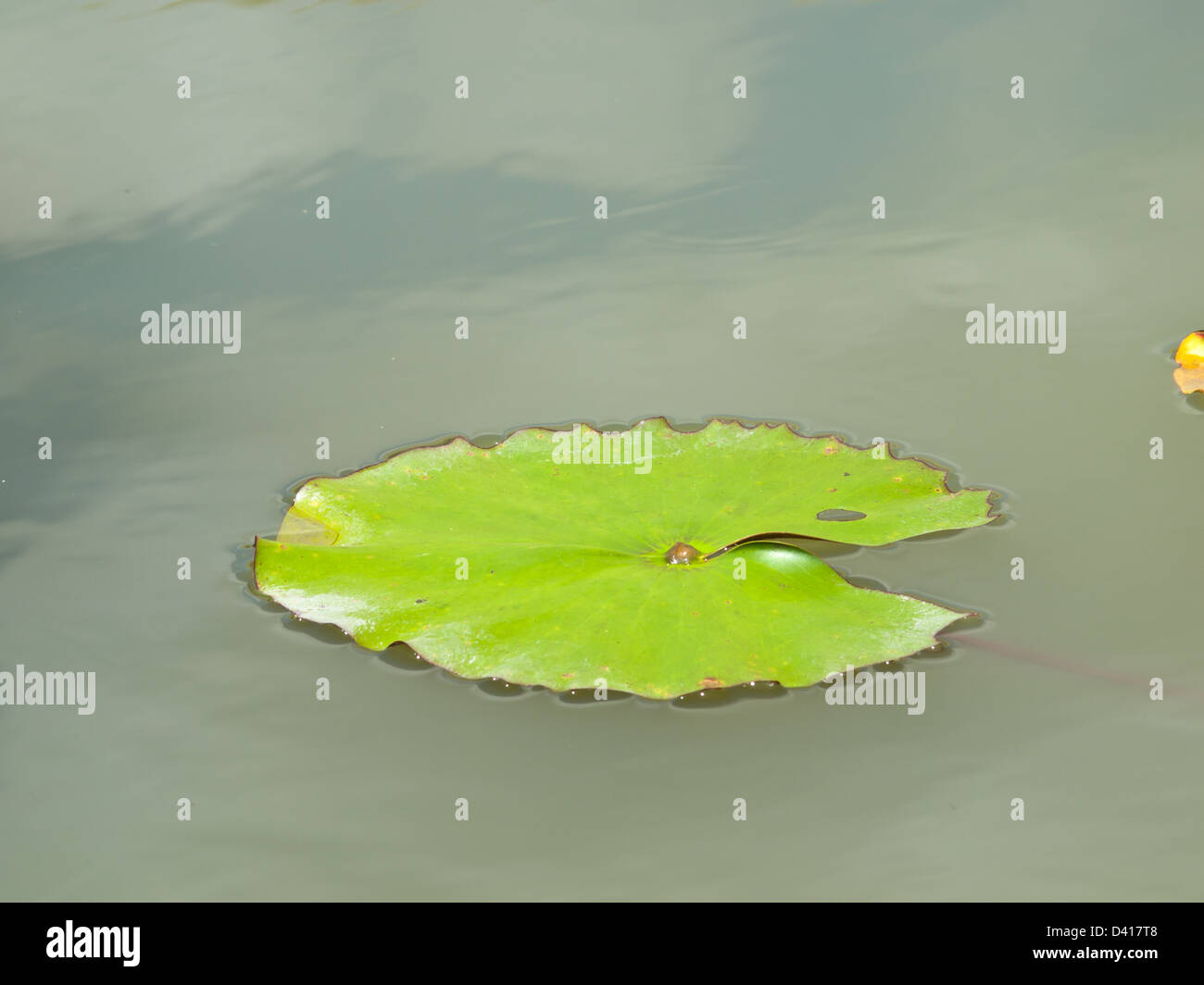 Water drops on lotus leaf hi-res stock photography and images - Alamy