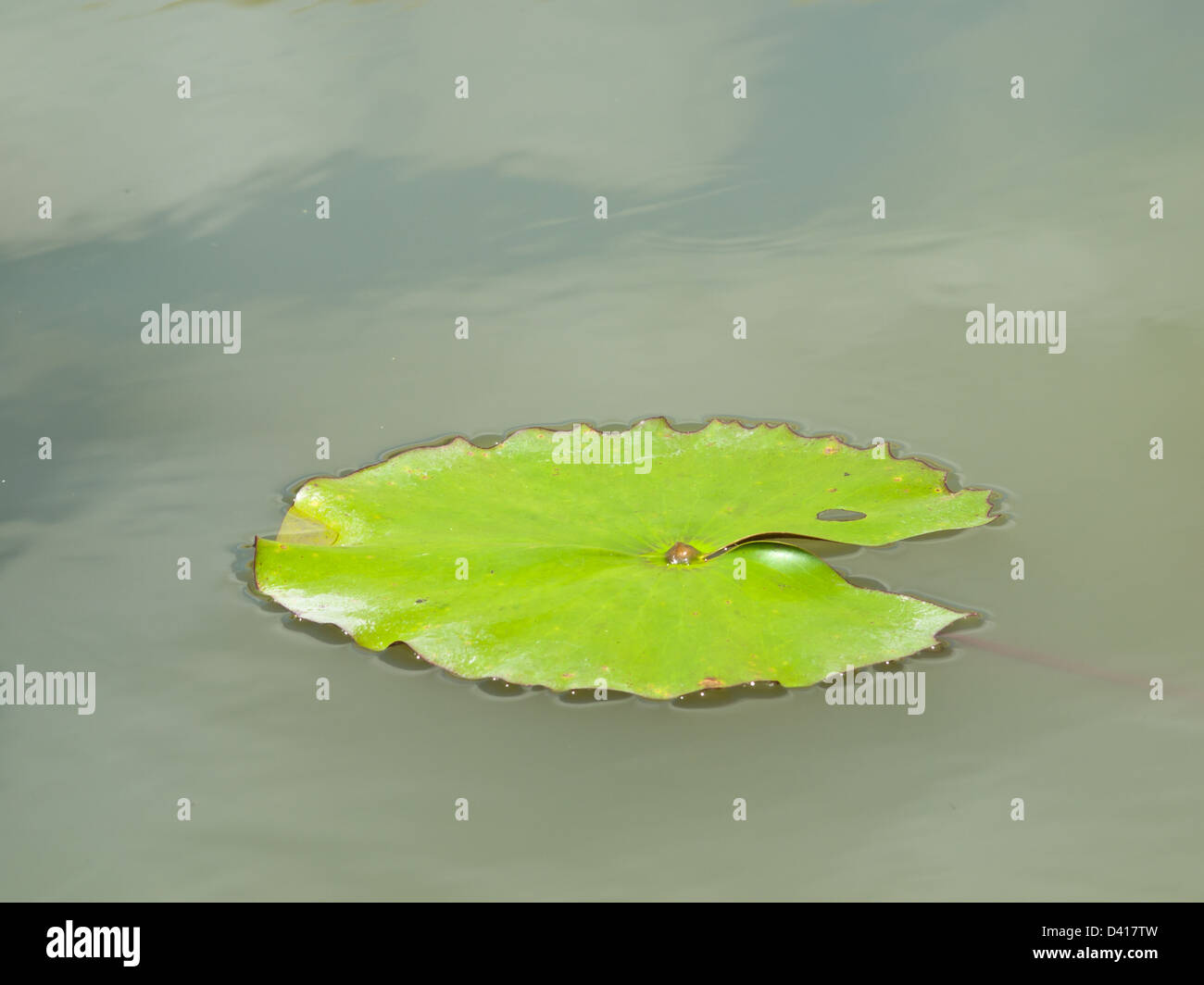 Green lotus leaf on water pond Stock Photo - Alamy